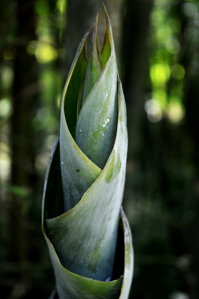 Bamboo is a type of a grass.