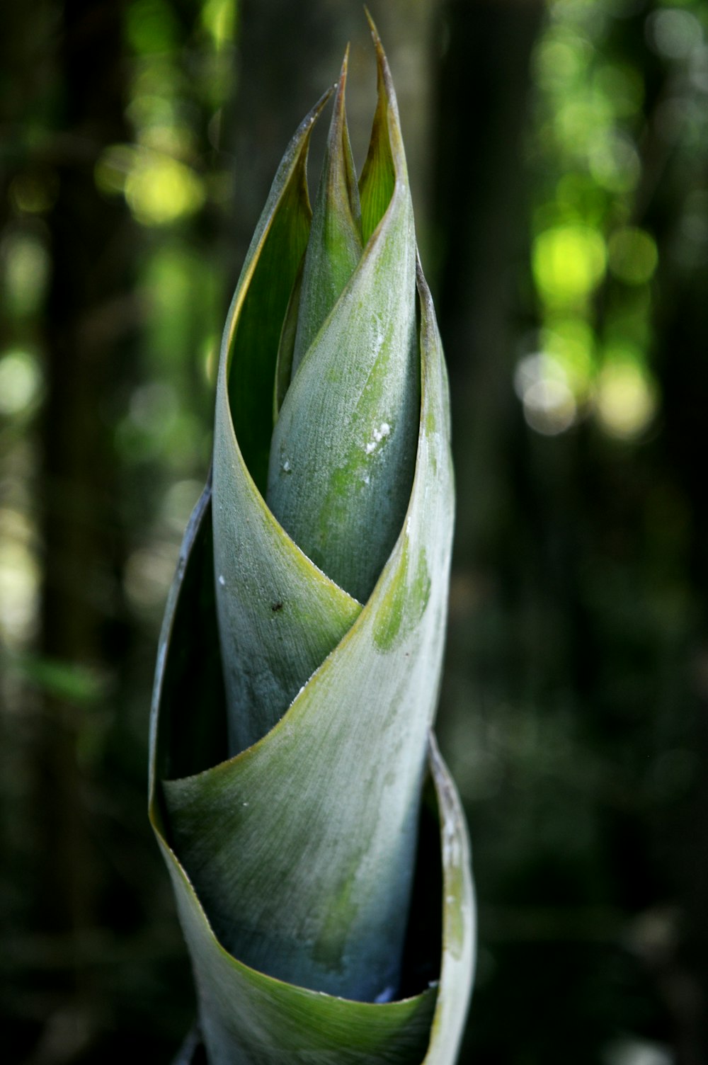 close view flowering plant