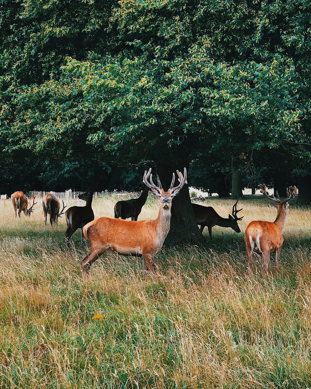 photography of brown deer on green grass beside tree during daytime