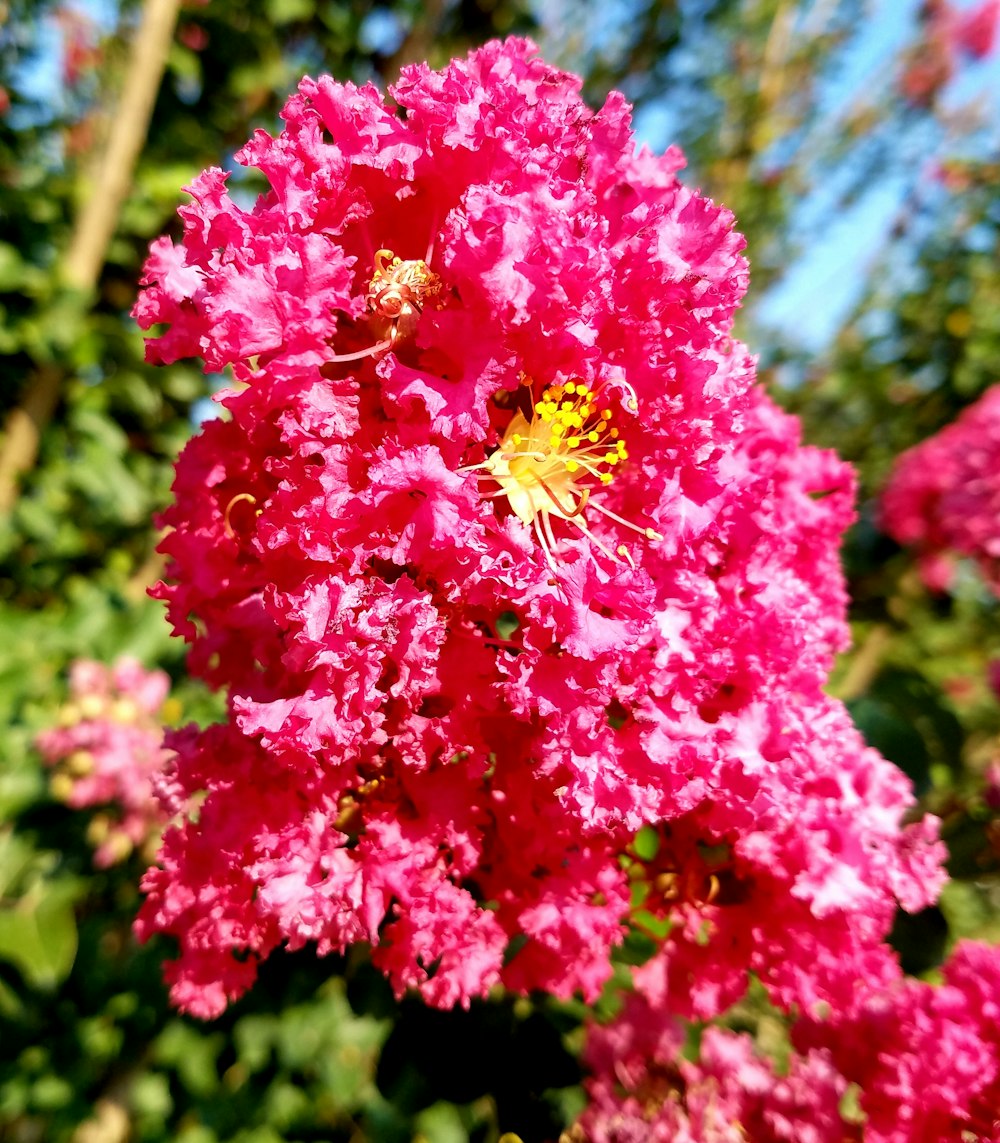 red flowers blooming