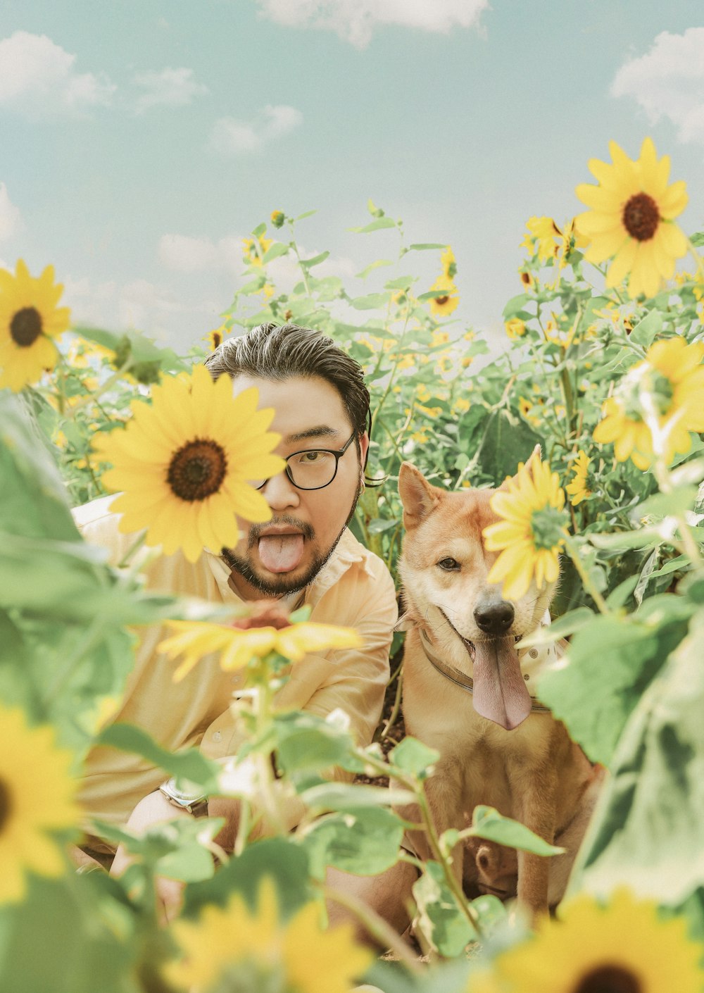 Homem e cão no campo de girassol