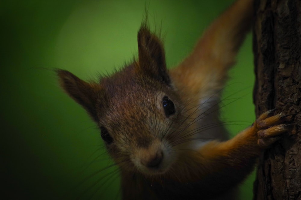 brown and white squirrel close-up photography