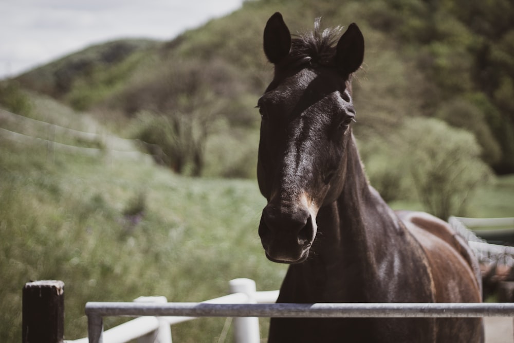 black horse close-up photography