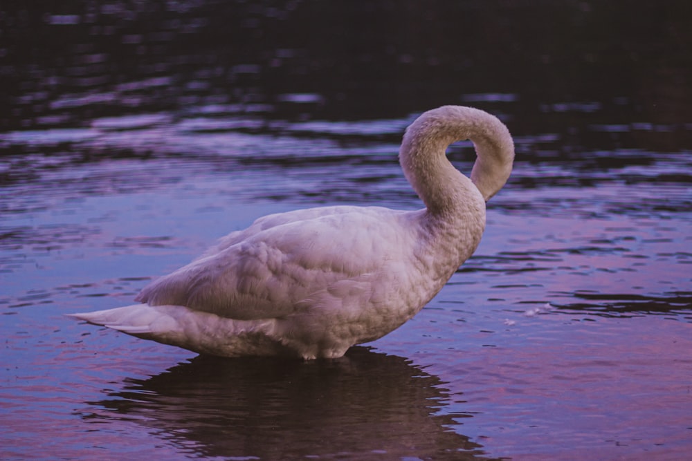 white swan