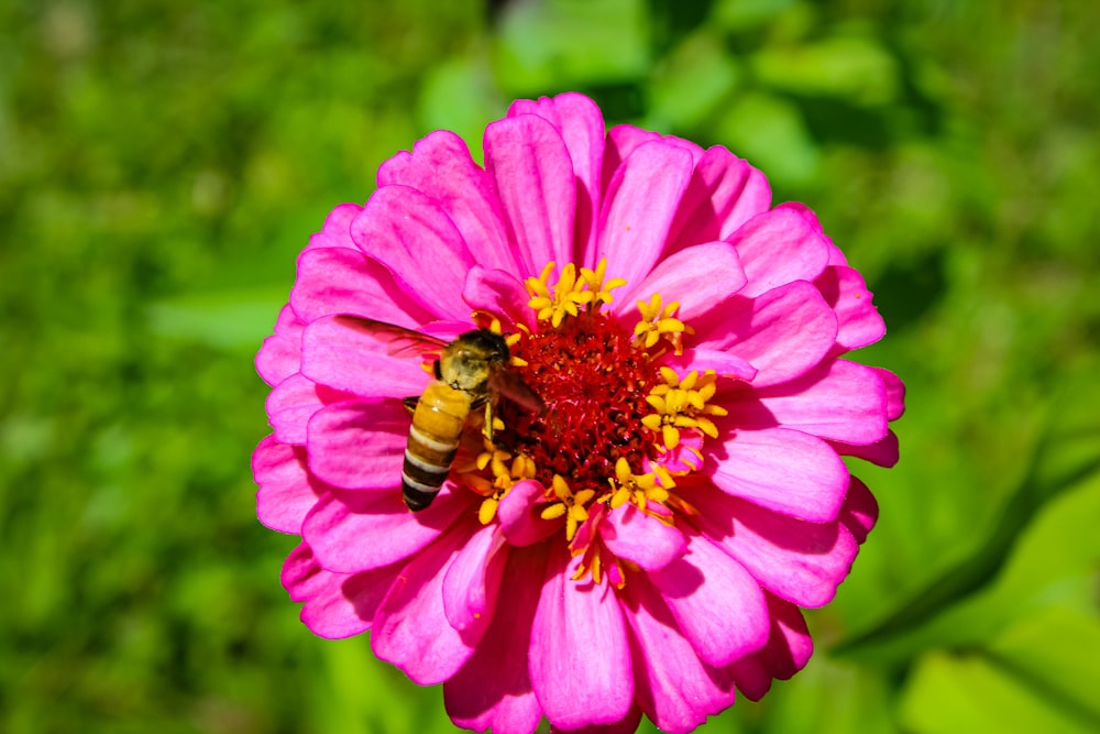 pink petaled flowers and a bee