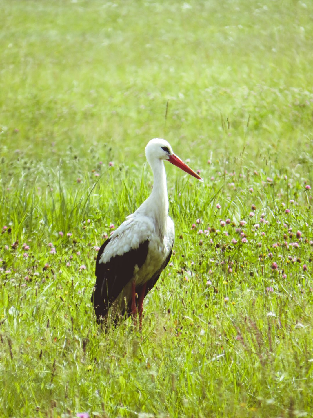  long beaked white and brown bird stork