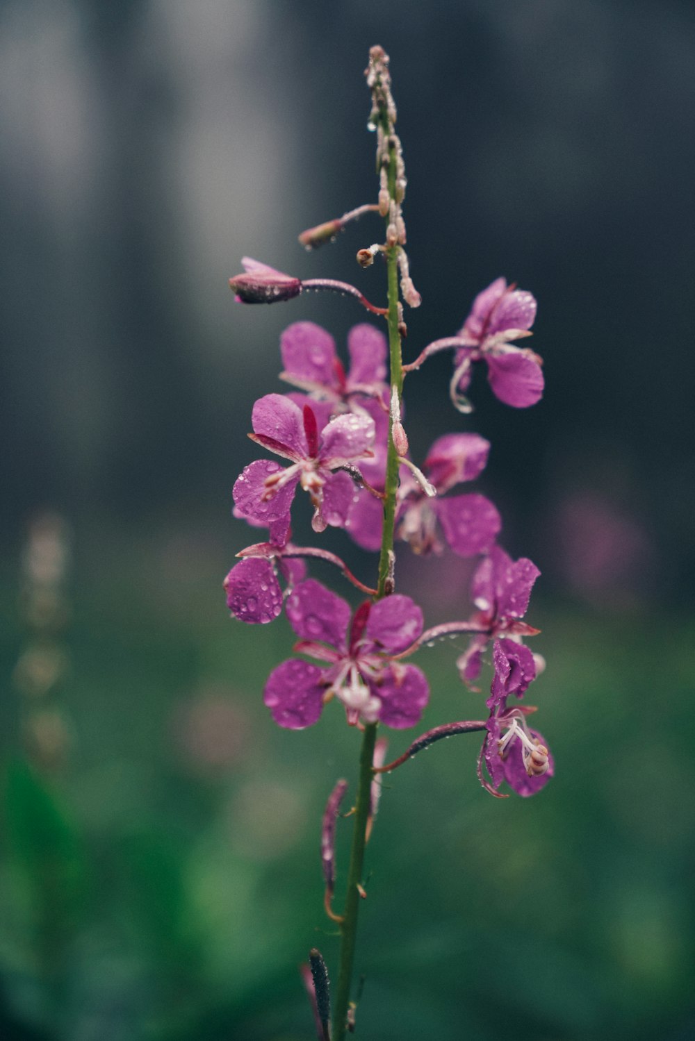 fleurs aux pétales violets