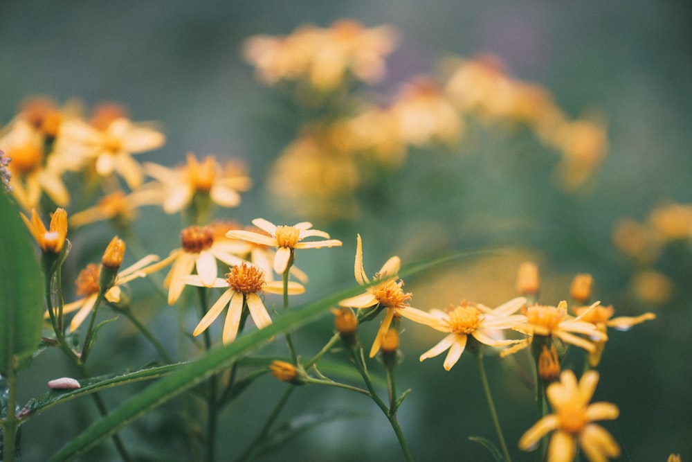 fotografia de foco seletivo de flores de pétalas amarelas