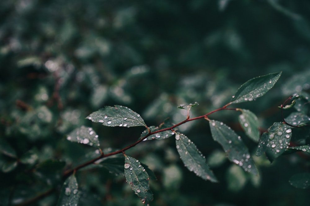 green-leafed plant