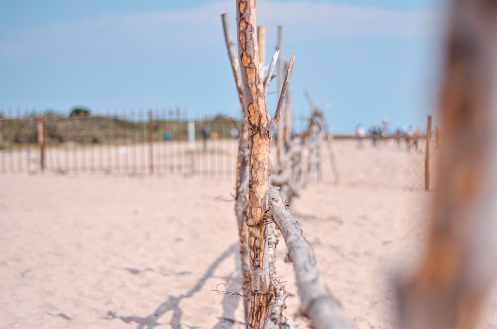 brown tree fence