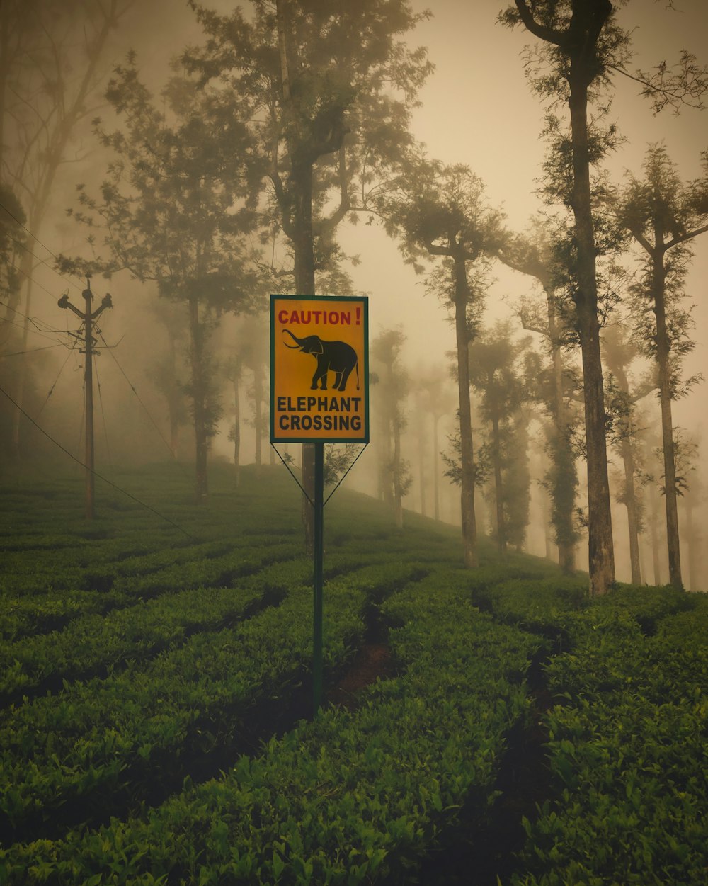 yellow and green signage near trees close-up photography