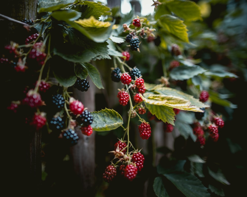 black berries and red raspberries