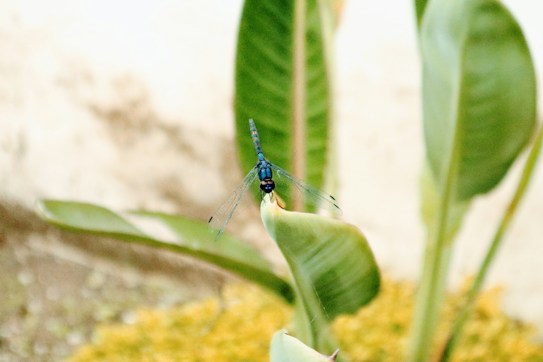 A dragonfly with translucent wings and a blue body perched on the tip of a green leaf. The background features soft-focus greenery and a blurred wall, creating a natural and serene setting.