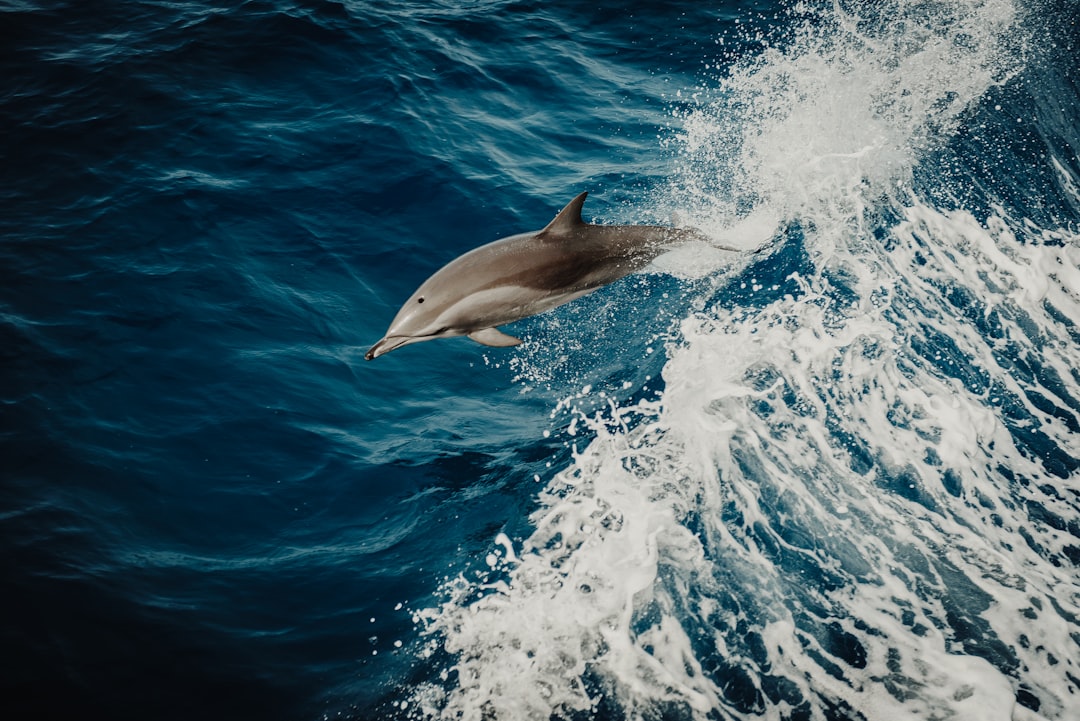  dolphin in water close up photography dolphin