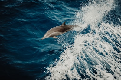 dolphin in water close-up photography dolphin google meet background