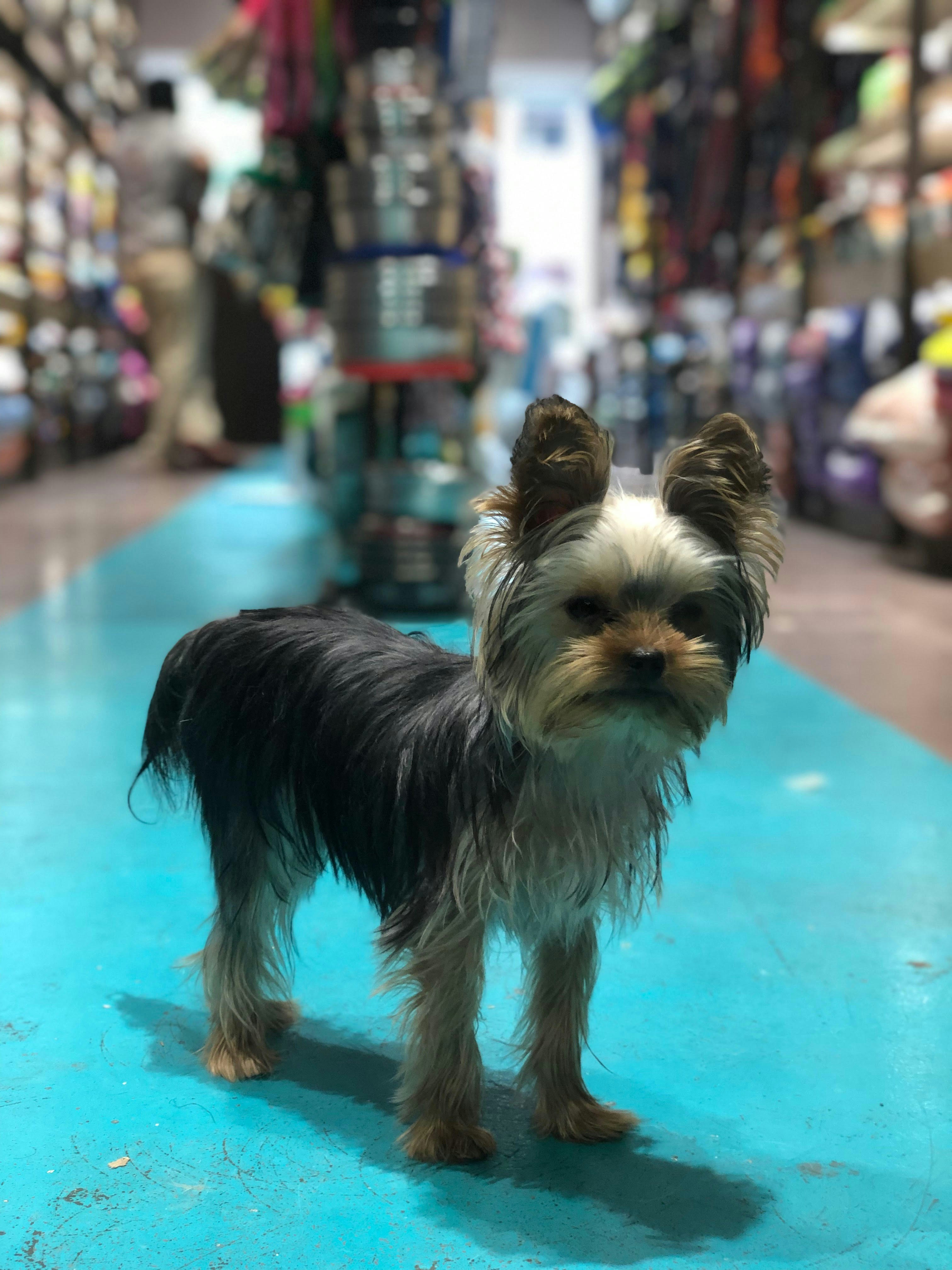 Top Quality Pet Supply Essentials