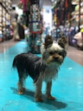 A small dog with long ears and a fluffy coat stands on a bright blue floor. The background features shelves filled with various colorful items, likely in a store setting.