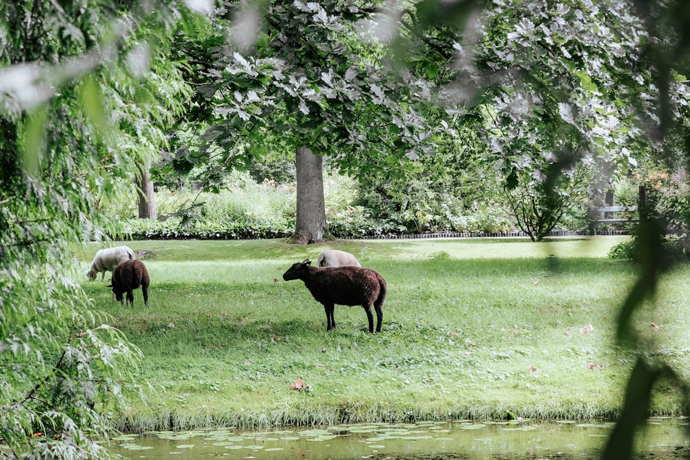 white and brown animals