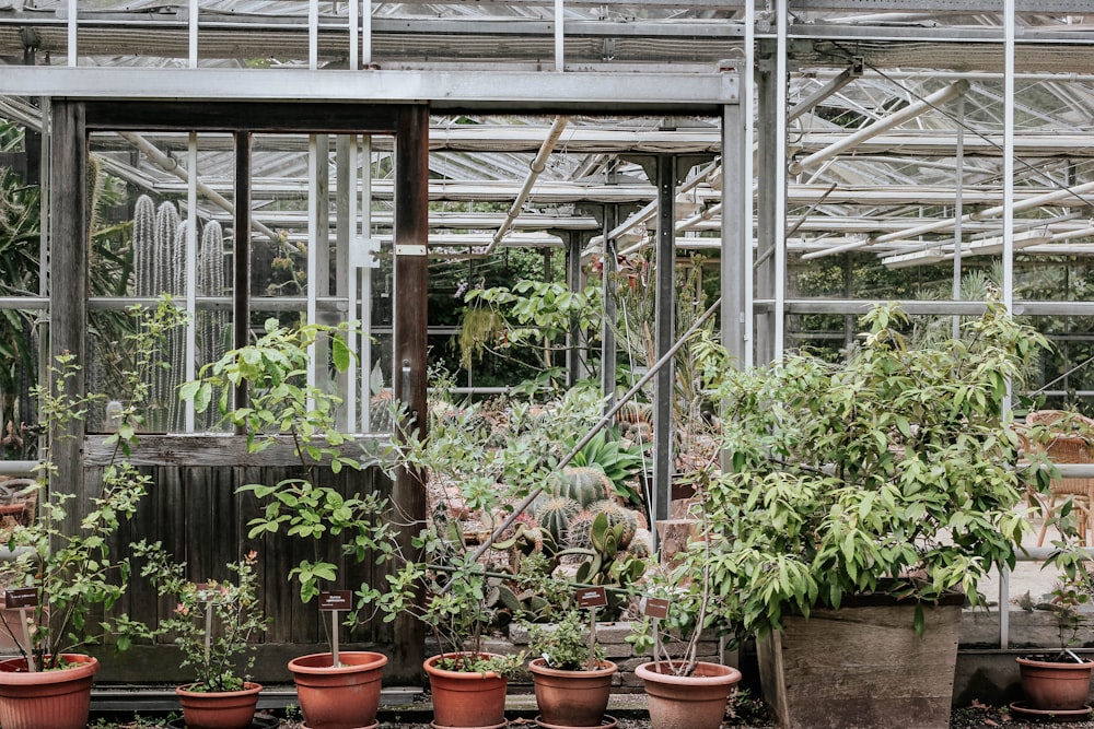 a group of potted plants in a greenhouse