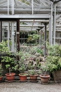 A greenhouse filled with various potted plants and cacti. The foreground features several pots placed on the ground with a variety of leafy green plants. In the background, different types of cacti and succulents are visible, arranged in rows. The structure is made of glass and metal, allowing natural light to illuminate the plants.