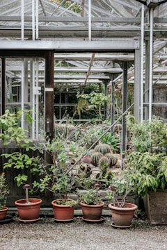 A greenhouse filled with various potted plants and cacti. The foreground features several pots placed on the ground with a variety of leafy green plants. In the background, different types of cacti and succulents are visible, arranged in rows. The structure is made of glass and metal, allowing natural light to illuminate the plants.