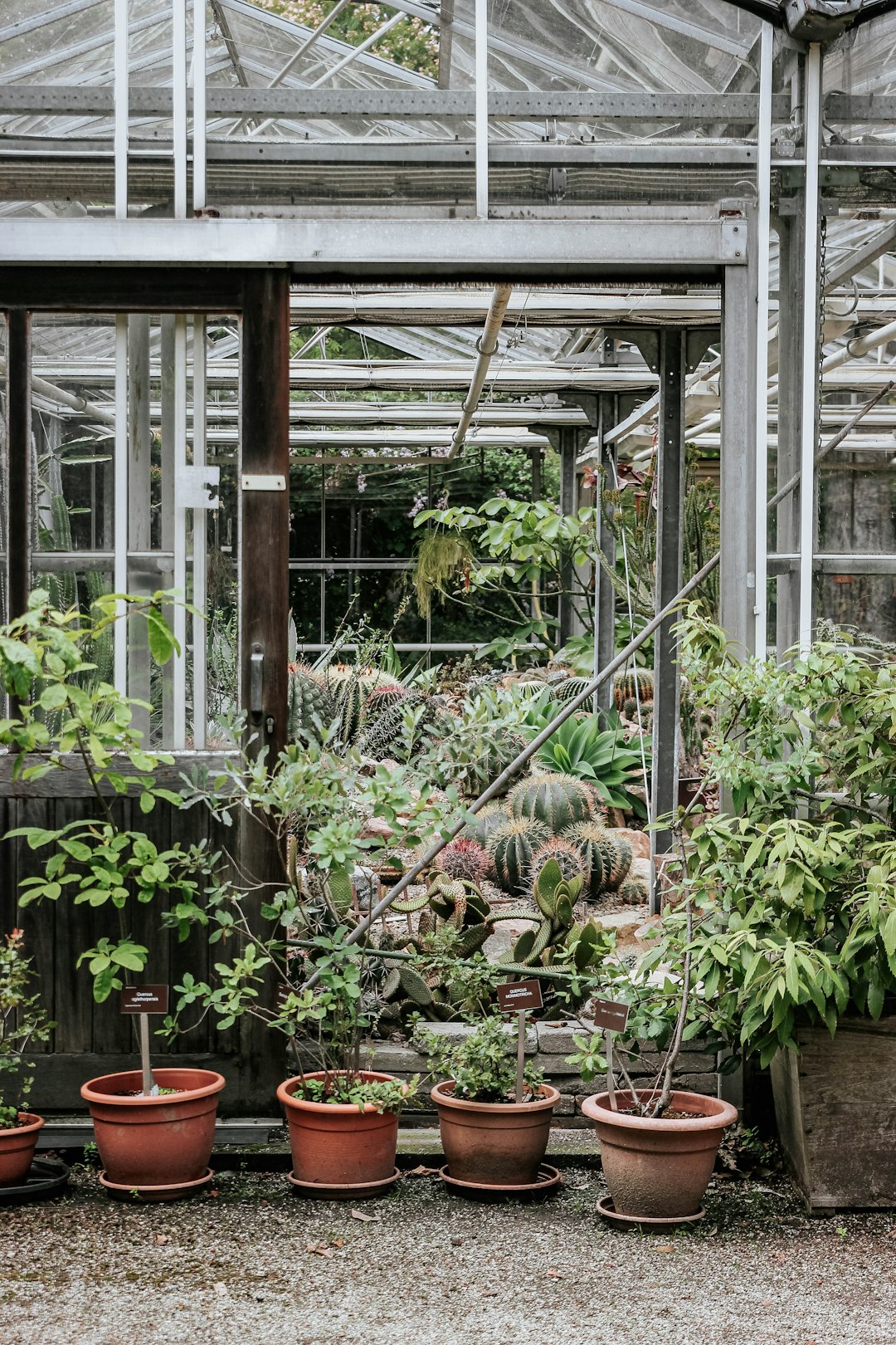 green plants in green house