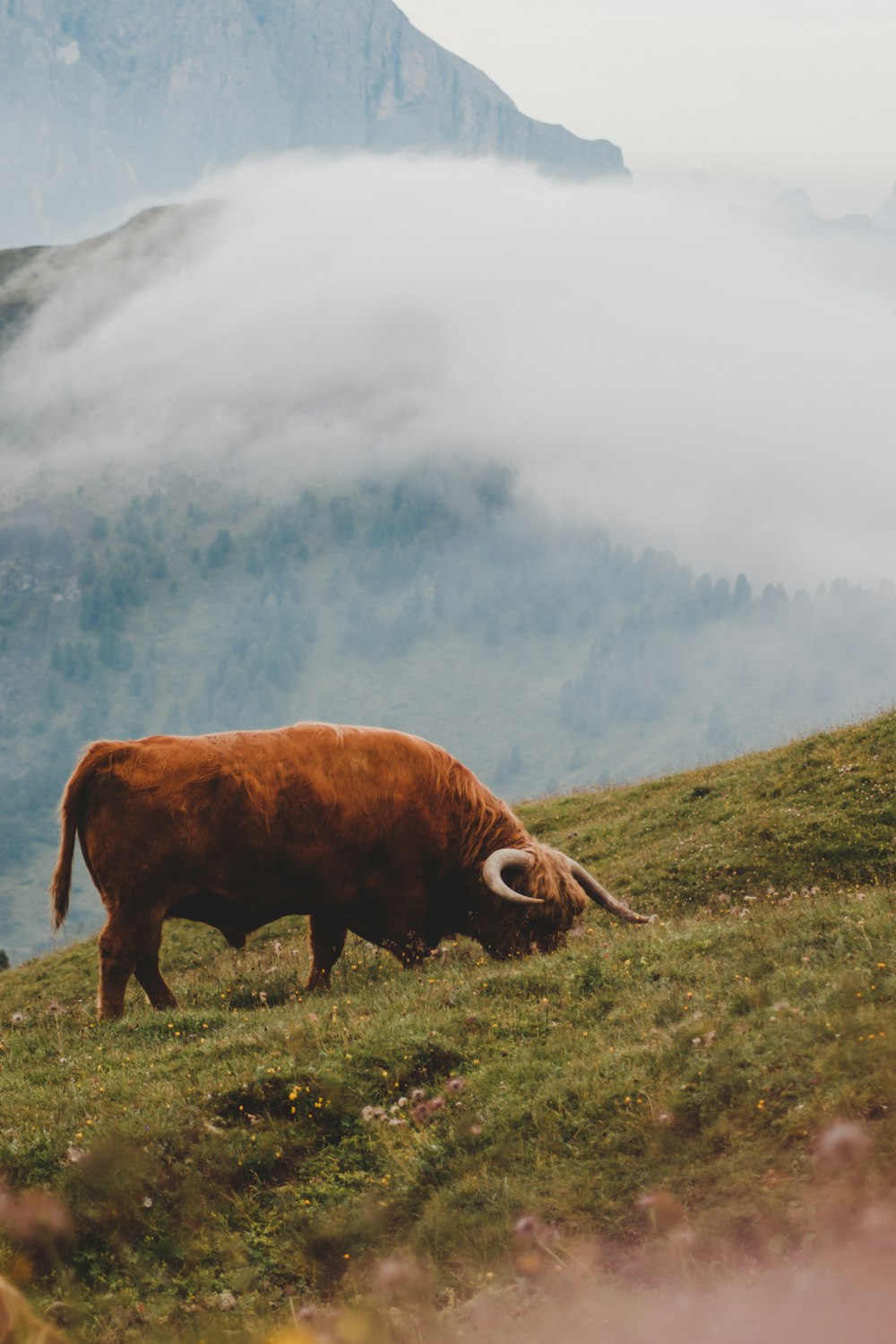 brown cattle eating grass during daytime