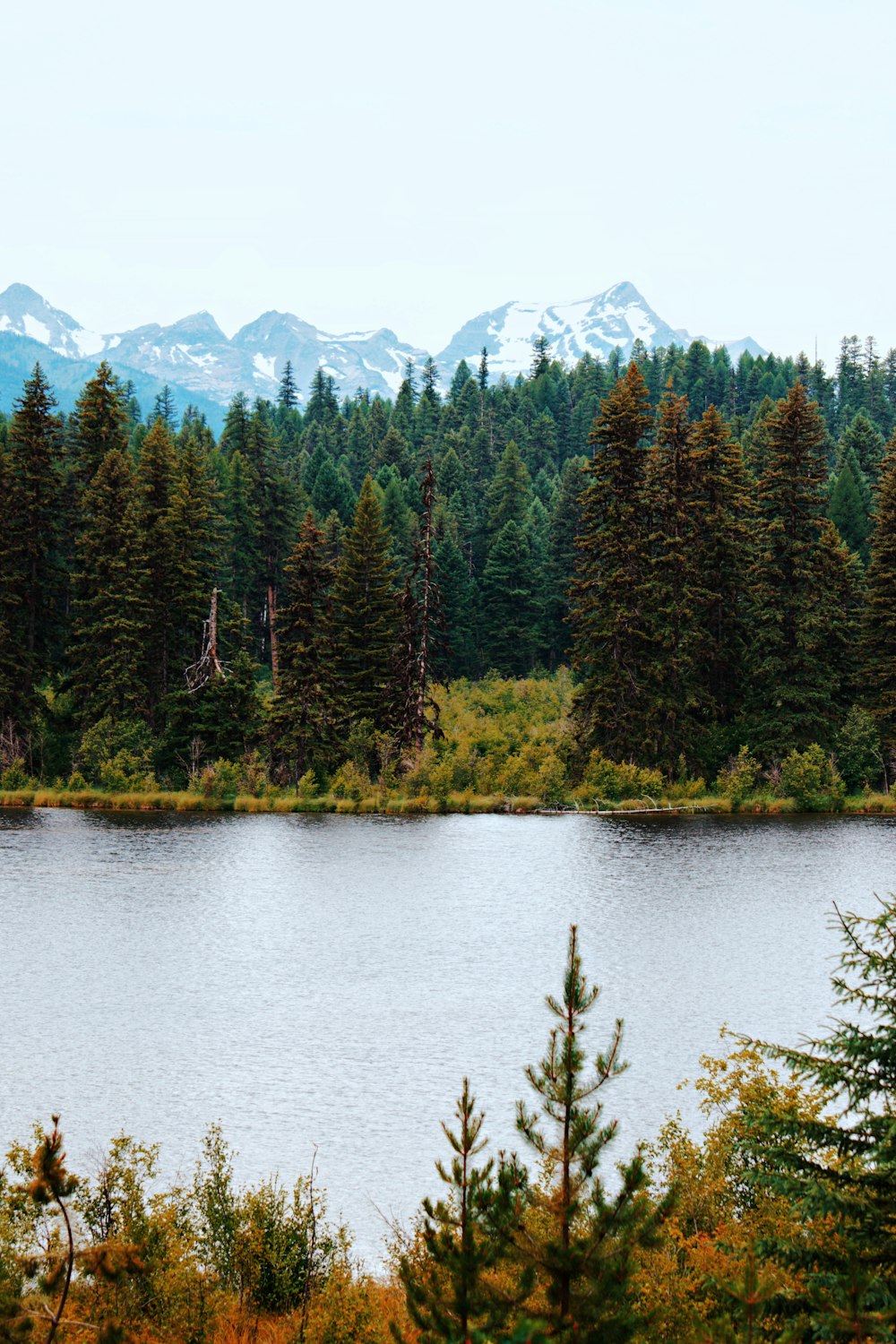 lake with trees on sides