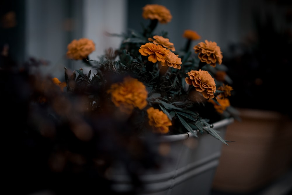 orange petaled flower on bucket