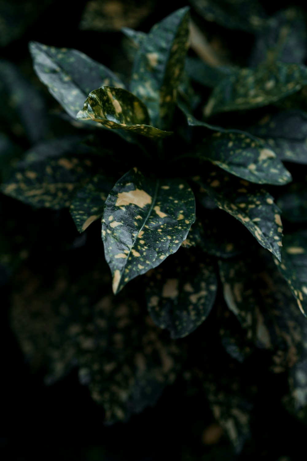 green and yellow croton plant close-up photography