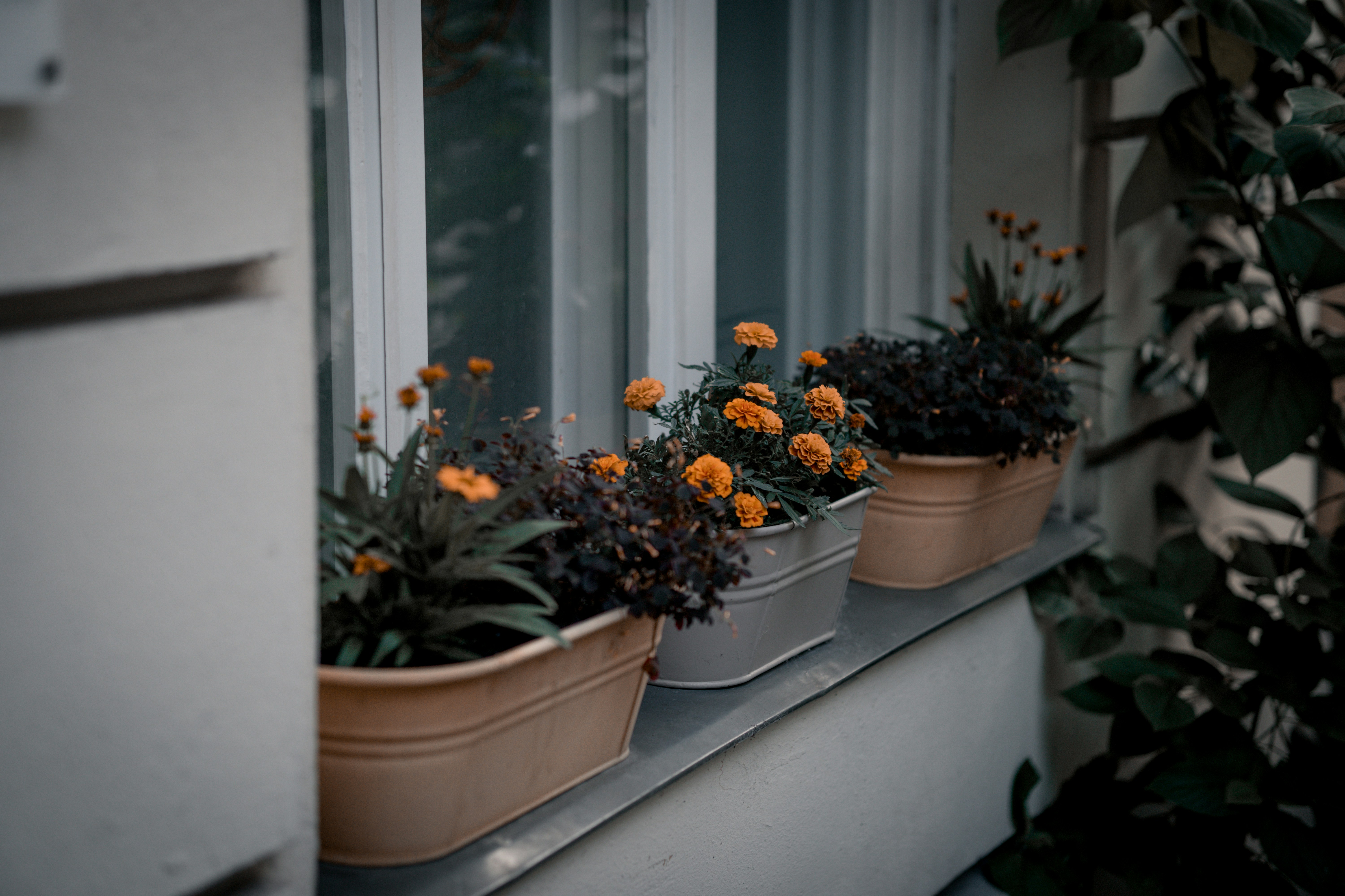 Fresh herb seedlings in terracotta pots on a sunny windowsill