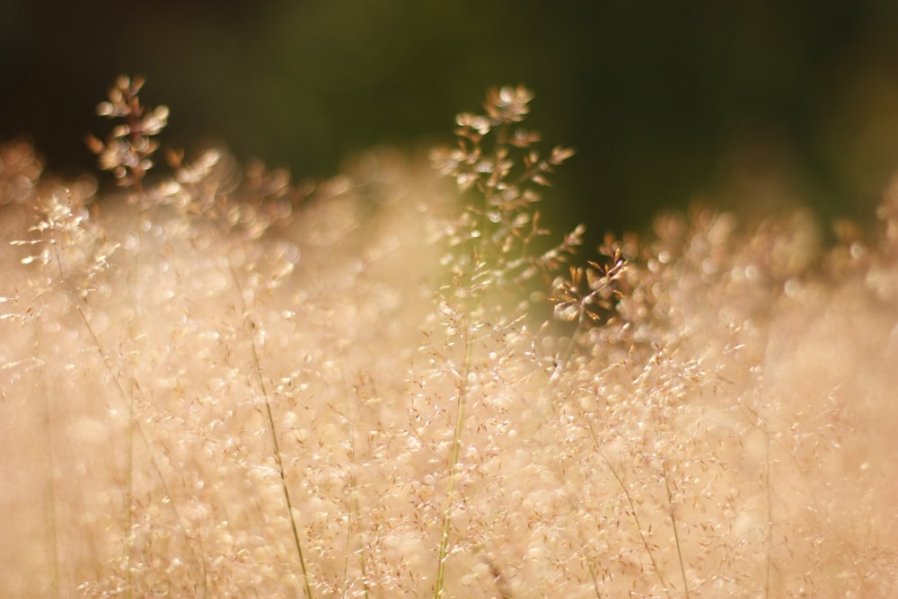 brown grass field during daytime