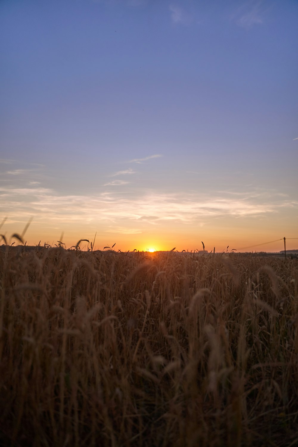 wheat field during golden hour