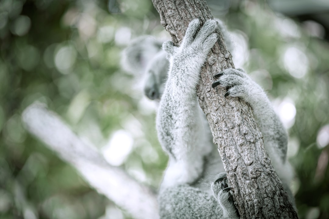 koala on tree branch