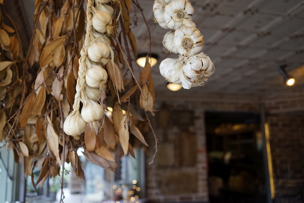 white garlic bulbs