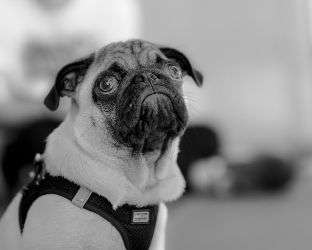 pug with sad face