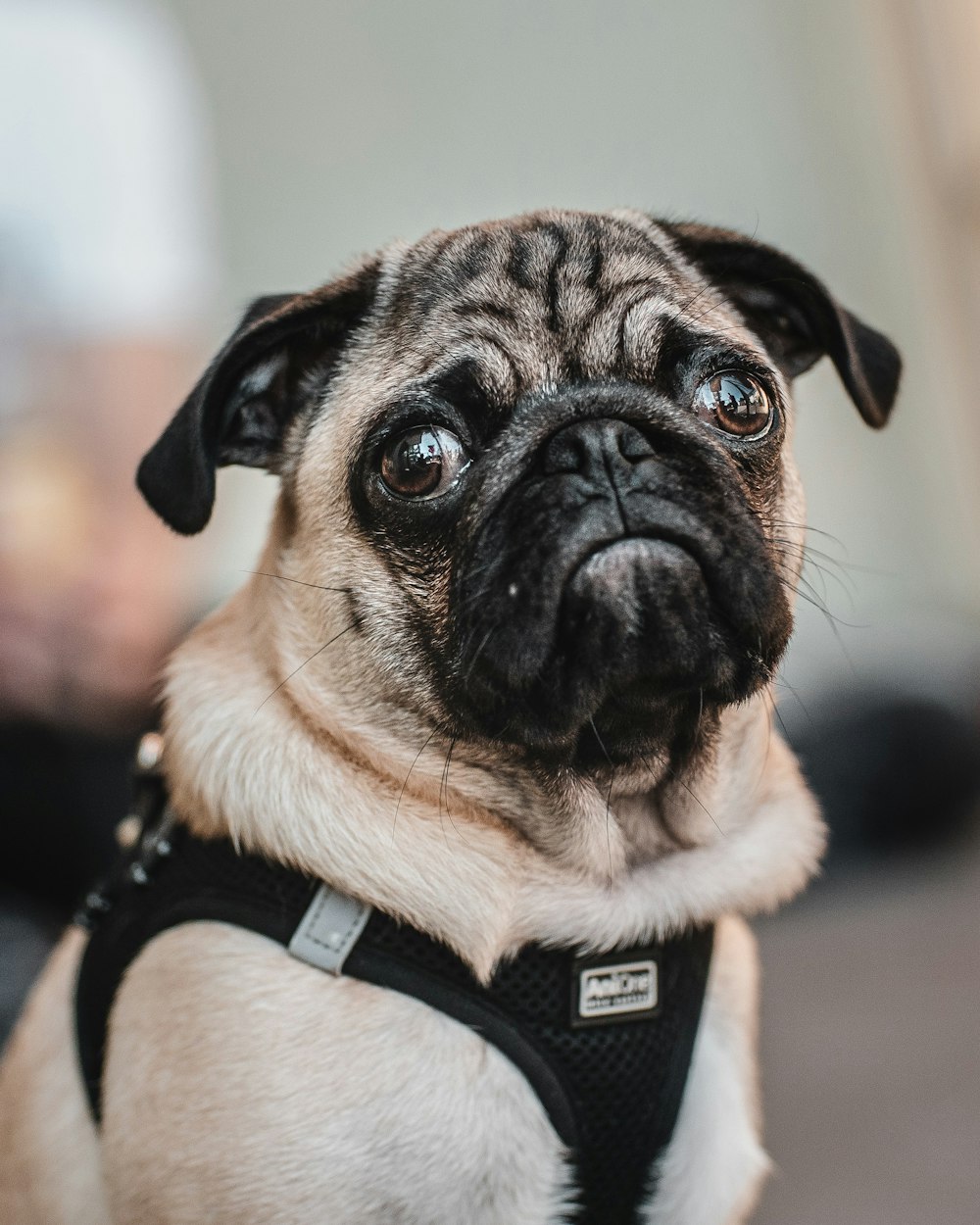 fawn pug