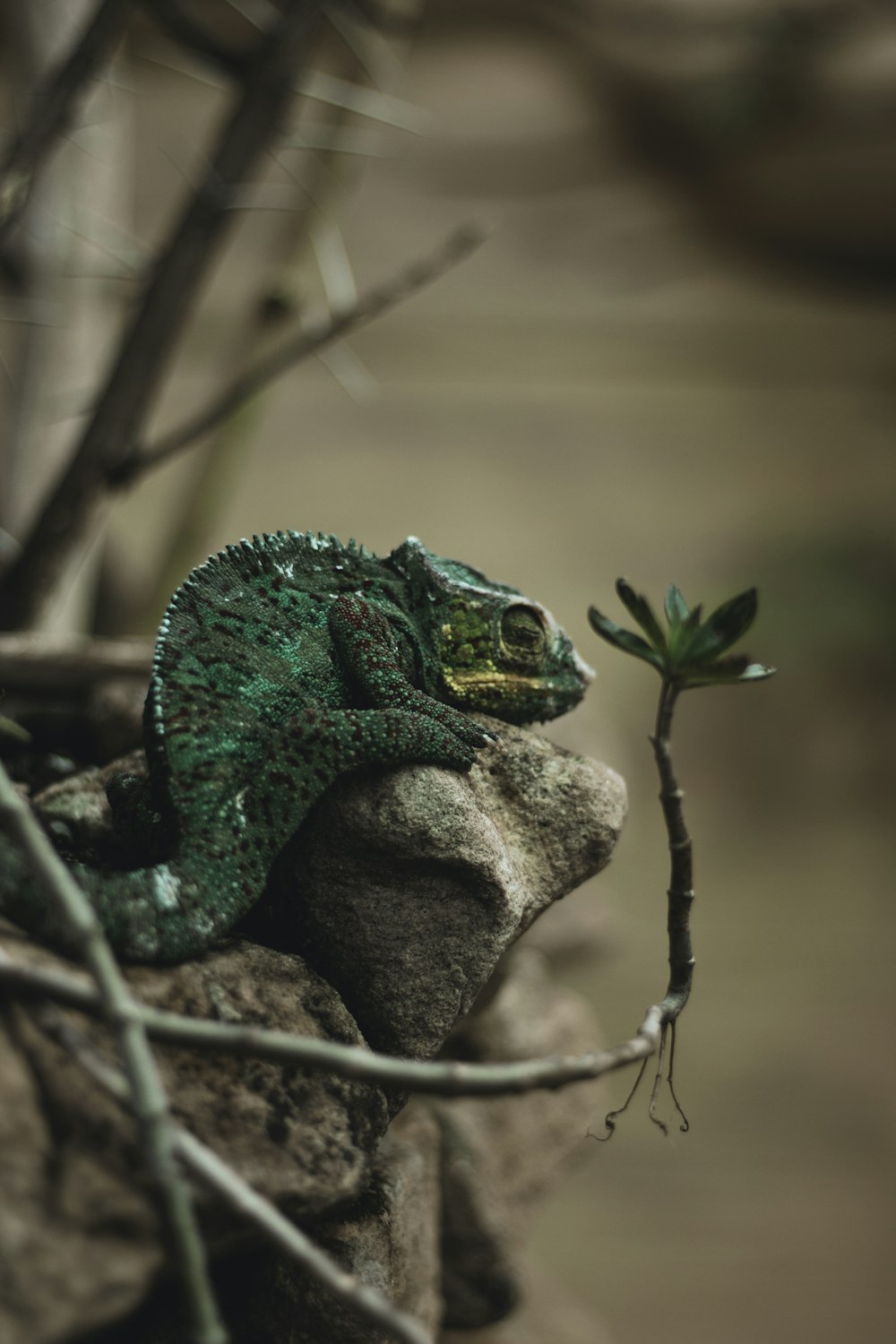 green chameleon on grey rock