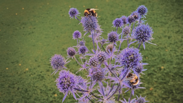 honeybee on flower