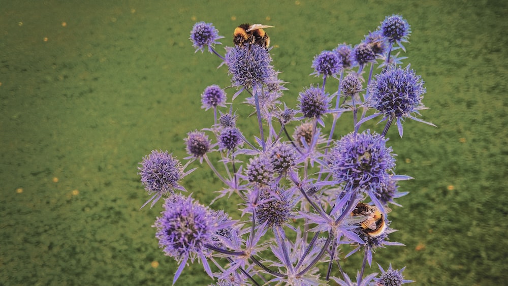 abeja melífera en flor