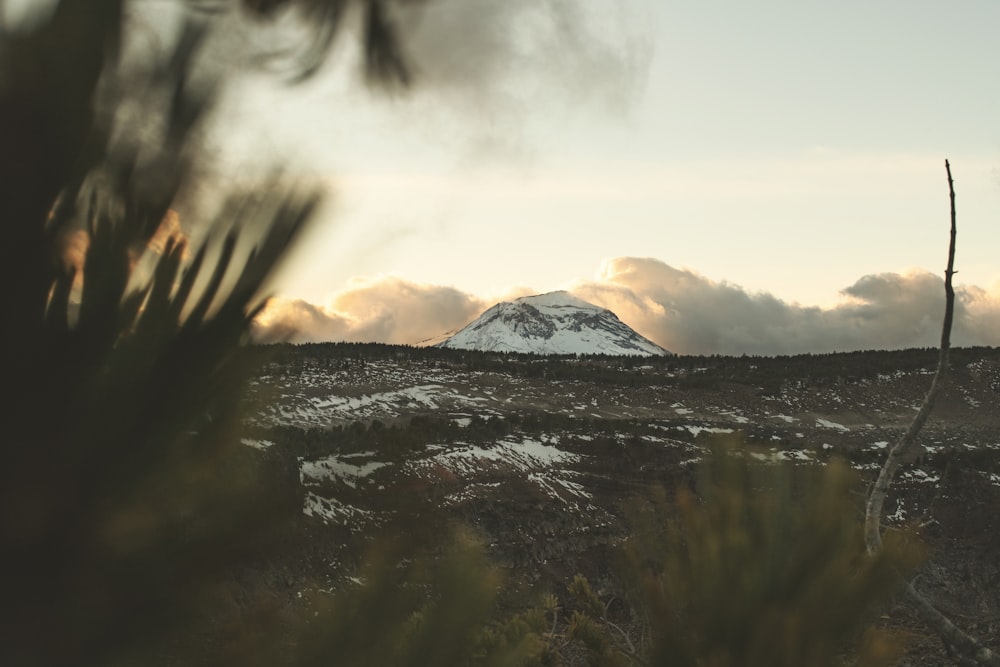 mountain and field view