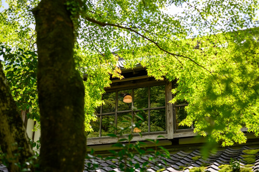 green leaf tree near house during daytime