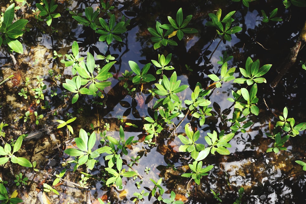 green plant on water during daytime