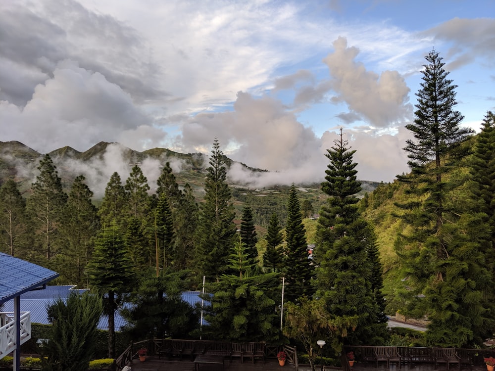 green pine trees during daytime