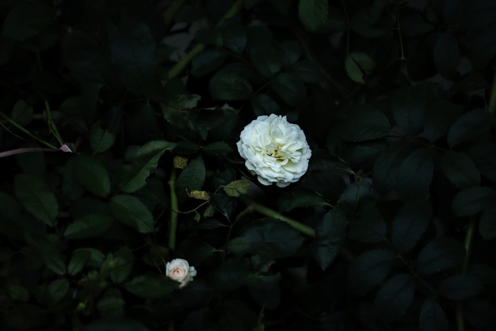 white petaled flower