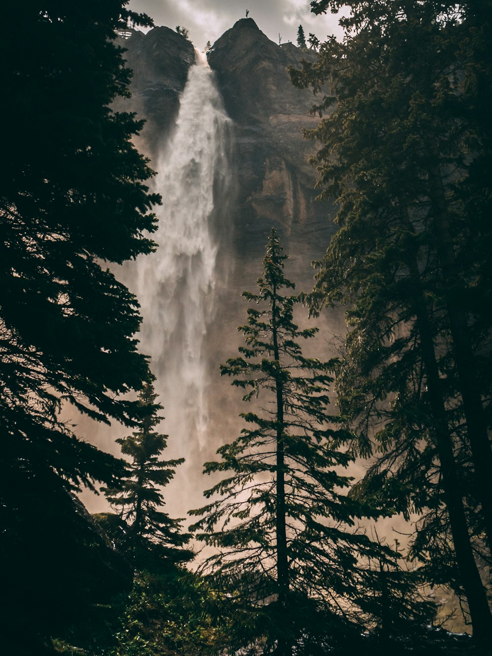 waterfall behind pine trees