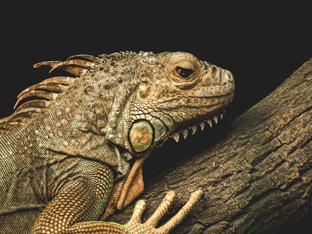 brown bearded dragon on trunk