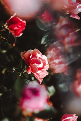 A close-up of vibrant red roses blooming in a sunlit garden.
