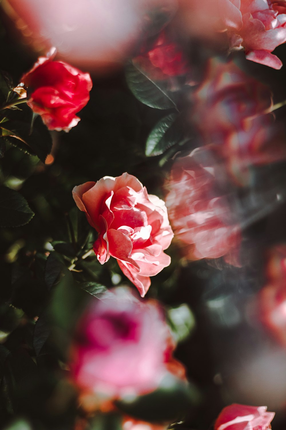 Flores de rosas rojas