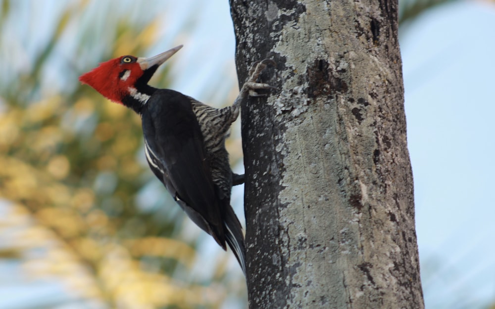 black and red bird close-up photography